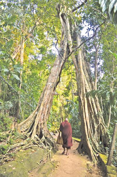 නුගගස ආරුක්කුව යටින් අරණ තුළට පිවිසෙන භික්ෂූන් වහන්සේ