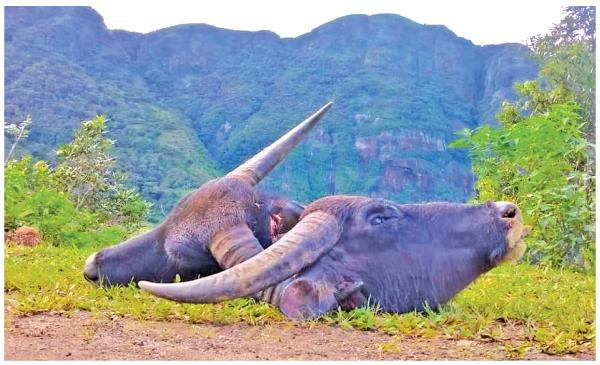 ඝාතනය කර ඇති මී ගවයන් දෙදෙනෙකුගේ හිස්