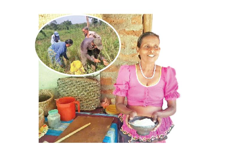 ලග්ගල ලේඩියන් ගල කුරක්කන් යායක අස්වනු නෙළන පිරිසක්
