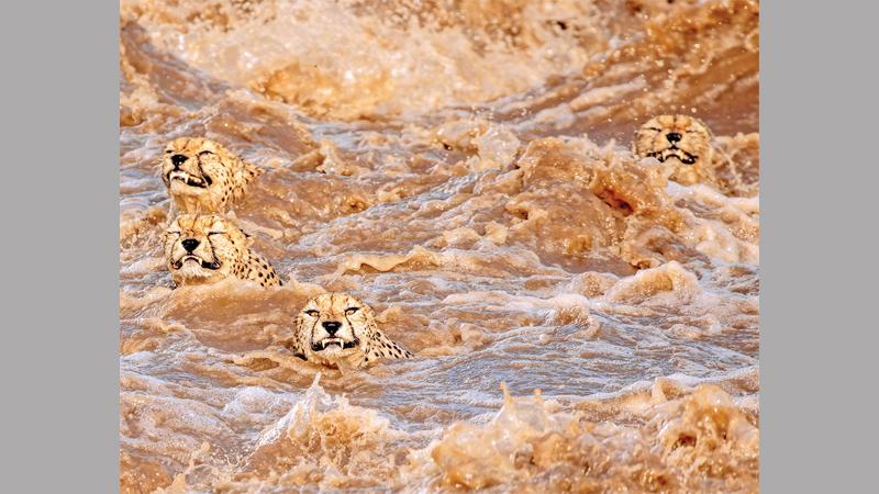 බුද්ධිලිනි ද සොයිසාගේ "මහා පිහිනුම"(A Great Swim) ඡායාරූපය