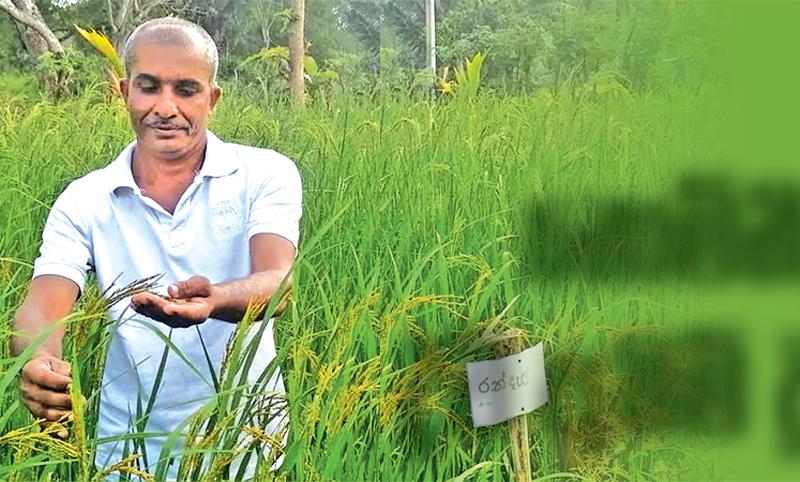 ඝාතනයට ලක්වූ අඹන්පොළ ග්රාම නිලධාරි සපුකුමාර ගොවිතැනේ යෙදෙමින් සිටි අවස්ථාවක්