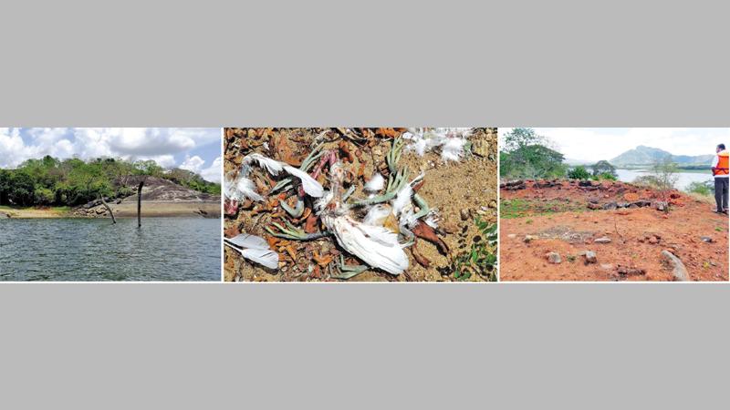 කණ්ඩලව වැවේ පිහිටි දූපත, ගල් තලාව මත කුරුල්ලන් මරාදමා ඇති අයුරු සහ එම දූපතේ පොළොවේ පස් ඉවත් කර ඇති ආකාරය ඡායාරූපවලින් දැක්වේ