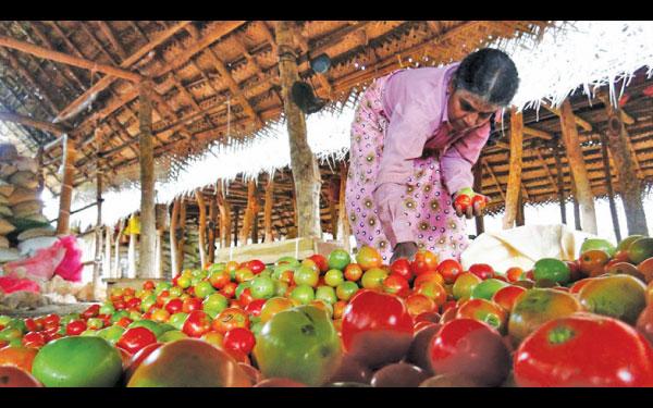 තක්කාලි අස්වැන්න වෙෙළදපොළට ඇසුරුම් කරන කාන්තාවක්