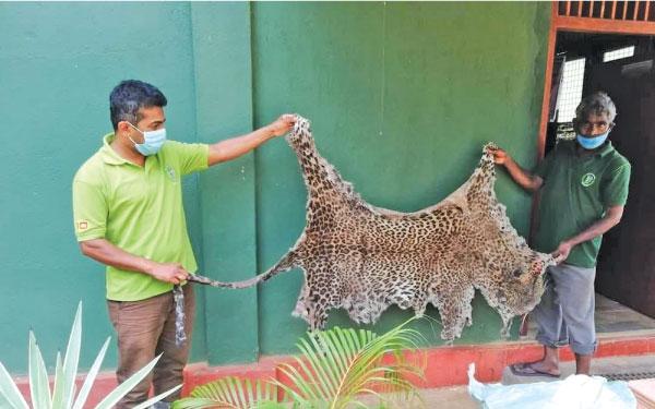 කොටියකු මරා සම ලබාගැනීමට කටයුතු කළ අවස්ථාවක්කොටියකු මරා සම ලබාගැනීමට කටයුතු කළ අවස්ථාවක්