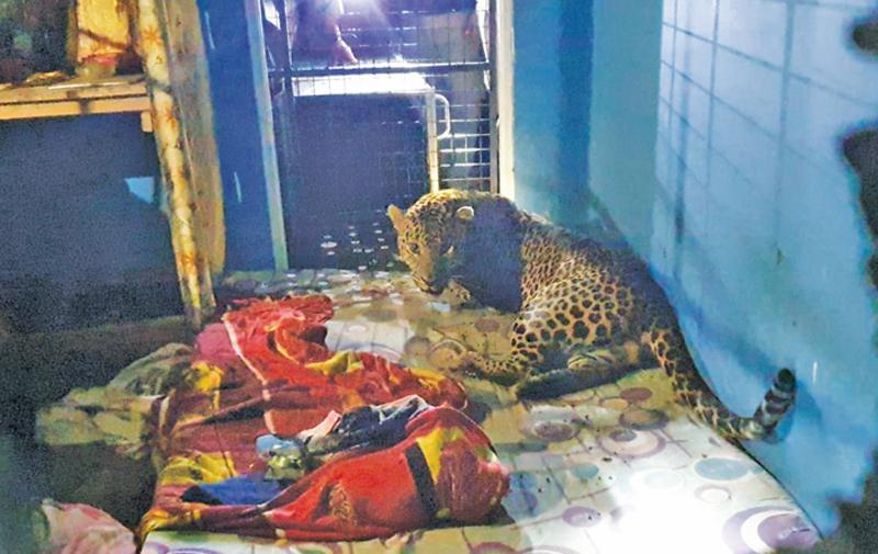 නිවෙස තුළට වැටුණු කඳුකර කොටියා