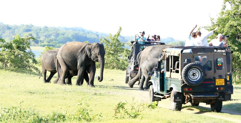 වසර පුරාවට සිය ගණනින් වන අලි නැරඹිය හැකි මින්නේරිය ජාතික වනෝද්යානය