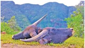 ඝාතනය කර ඇති මී ගව­යන් දෙදෙ­නෙ­කුගේ හිස්