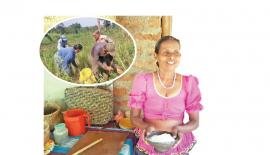 ලග්ගල ලේඩි­යන් ගල කුර­ක්කන් යායක අස්වනු නෙළන පිරි­සක්