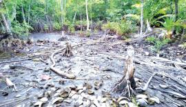 මාදු ගඟ අවට කඩො­ලාන කපා දමා ඇති අයුරු