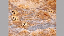  බුද්ධි­ලිනි ද සොයි­සාගේ "මහා පිහි­නුම"(A Great Swim) ඡායා­රූ­පය