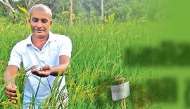 ඝාතනයට ලක්වූ අඹන්පොළ ග්‍රාම නිලධාරි සපුකුමාර ගොවිතැනේ යෙදෙමින් සිටි අවස්ථාවක්