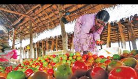 තක්කාලි අස්වැන්න වෙ‍ෙළ­දපොළට ඇසු­රුම් කරන කාන්තාවක්
