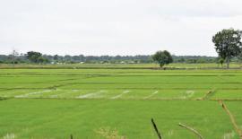 වගා කෙරෙන වගා භූමි