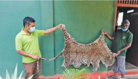 කොටි­යකු මරා සම ලබා­ගැ­නී­මට කට­යුතු කළ අව­ස්ථා­වක්කොටි­යකු මරා සම ලබා­ගැ­නී­මට කට­යුතු කළ අව­ස්ථා­වක්