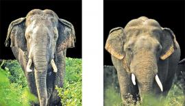 පහර කෑමෙන් මිය ගිය මහේශාඛ්‍ය  සහ ගැටුම ඇතිකරගත්  ධනුද්දර