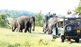 වසර පුරාවට සිය ගණ­නින්  වන අලි නැර­ඹිය හැකි මින්නේ­රිය ජාතික වනෝ­ද්‍යා­නය